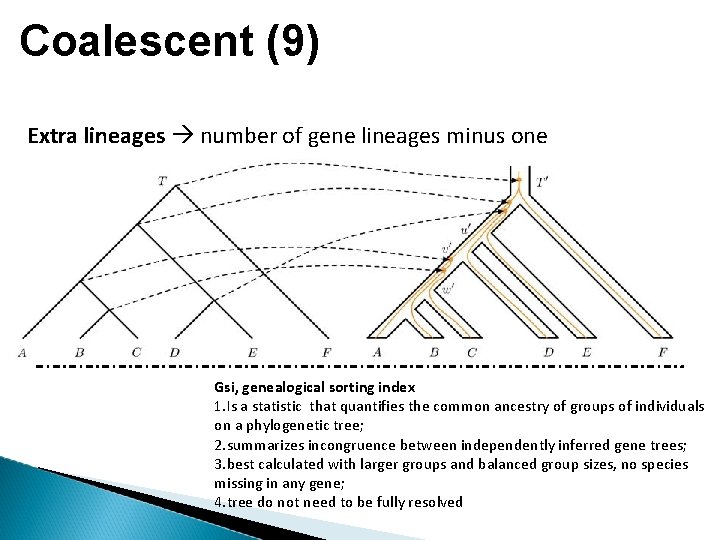 Coalescent (9) Extra lineages number of gene lineages minus one Gsi, genealogical sorting index