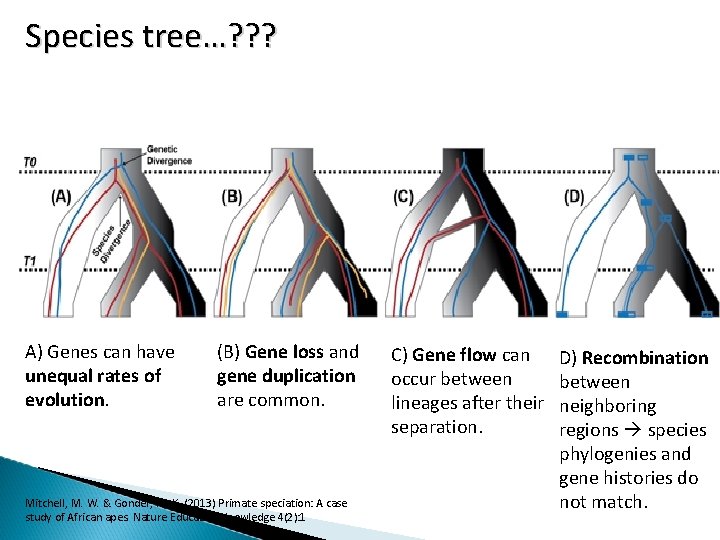 Species tree…? ? ? A) Genes can have unequal rates of evolution. (B) Gene