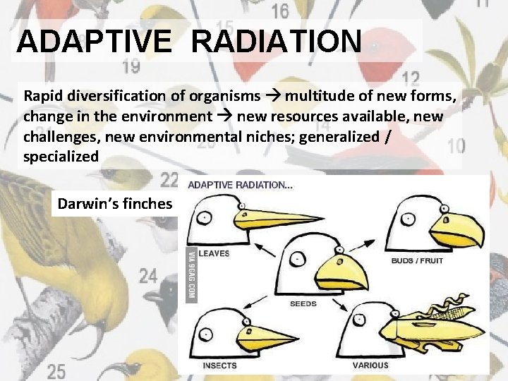 ADAPTIVE RADIATION Rapid diversification of organisms multitude of new forms, change in the environment