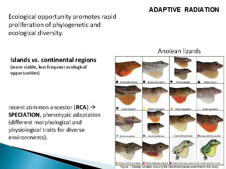 Ecological opportunity promotes rapid proliferation of phylogenetic and ecological diversity. ADAPTIVE RADIATION Anolean lizards