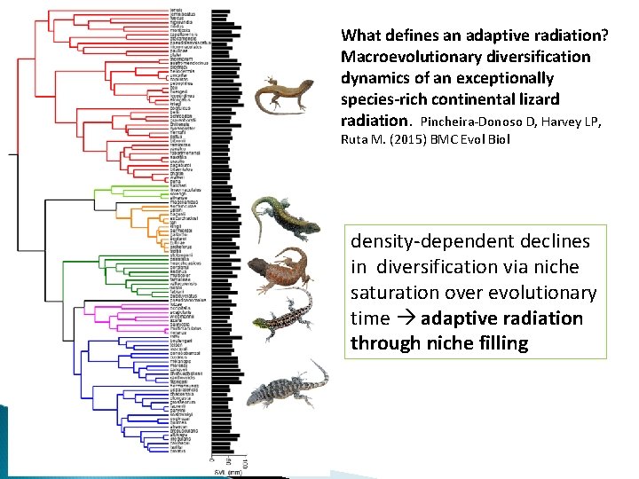 What defines an adaptive radiation? Macroevolutionary diversification dynamics of an exceptionally species-rich continental lizard