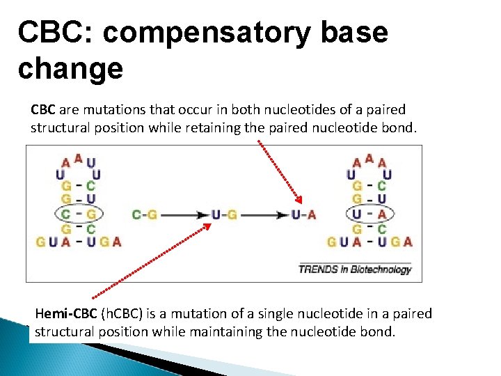 CBC: compensatory base change CBC are mutations that occur in both nucleotides of a