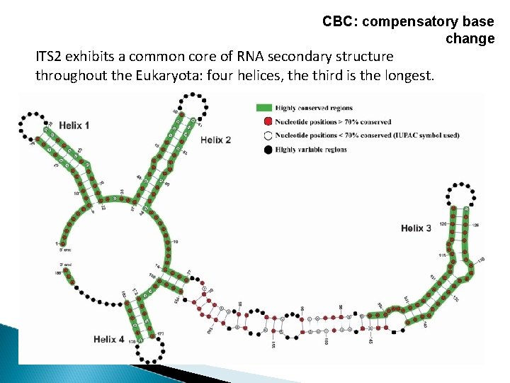 CBC: compensatory base change ITS 2 exhibits a common core of RNA secondary structure