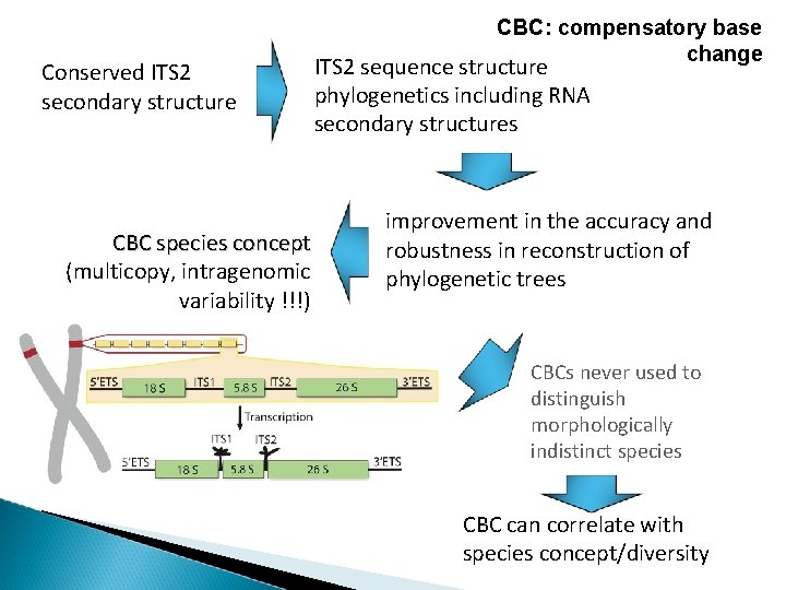 Conserved ITS 2 secondary structure CBC species concept (multicopy, intragenomic variability !!!) CBC: compensatory