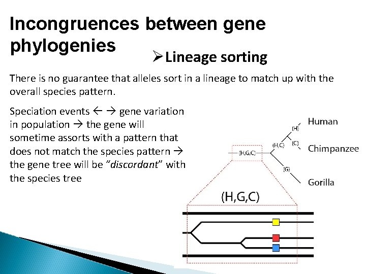 Incongruences between gene phylogenies Lineage sorting There is no guarantee that alleles sort in