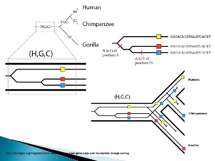 http: //biologos. org/blog/evolution-basics-species-trees-gene-trees-and-incomplete-lineage-sorting 
