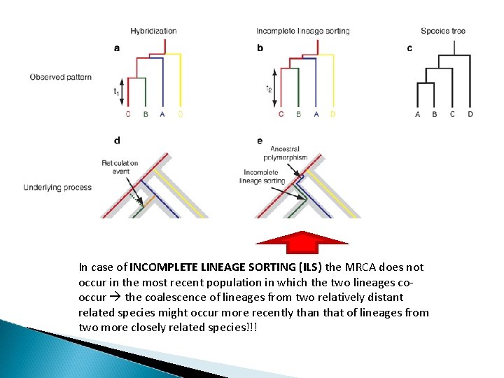 In case of INCOMPLETE LINEAGE SORTING (ILS) the MRCA does not occur in the