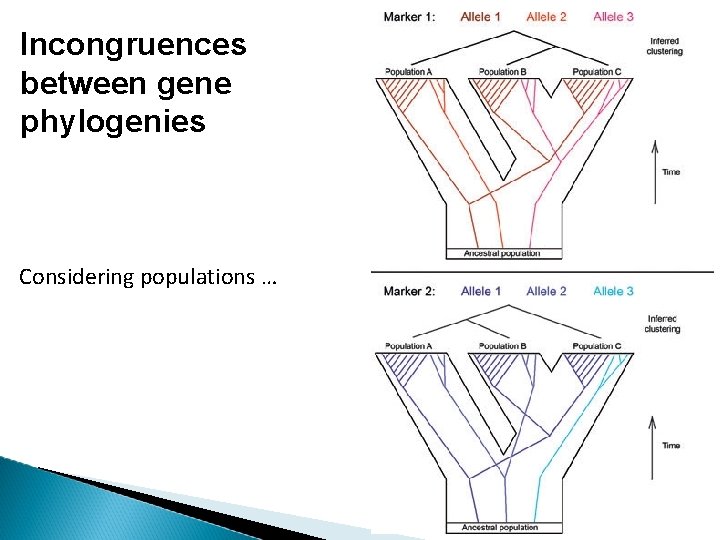 Incongruences between gene phylogenies Considering populations … 