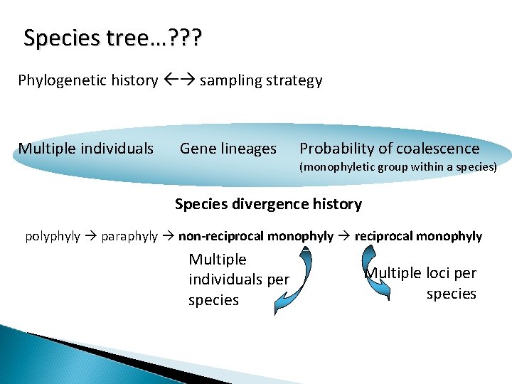 Species tree…? ? ? Phylogenetic history sampling strategy Multiple individuals Gene lineages Probability of