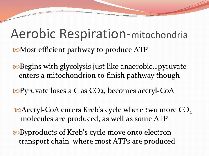 Aerobic Respiration-mitochondria Most efficient pathway to produce ATP Begins with glycolysis just like anaerobic…pyruvate