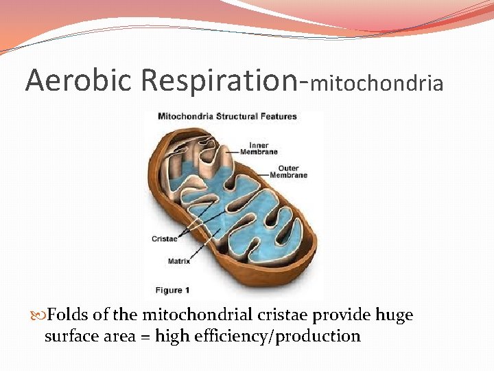 Aerobic Respiration-mitochondria Folds of the mitochondrial cristae provide huge surface area = high efficiency/production