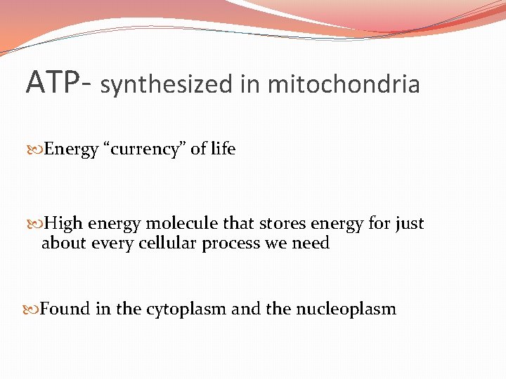 ATP- synthesized in mitochondria Energy “currency” of life High energy molecule that stores energy