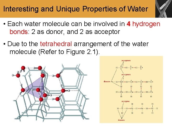 Interesting and Unique Properties of Water • Each water molecule can be involved in