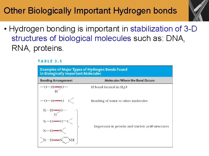 Other Biologically Important Hydrogen bonds • Hydrogen bonding is important in stabilization of 3