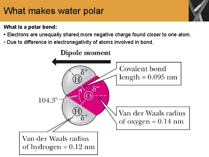 What makes water polar What is a polar bond: • Electrons are unequally shared,