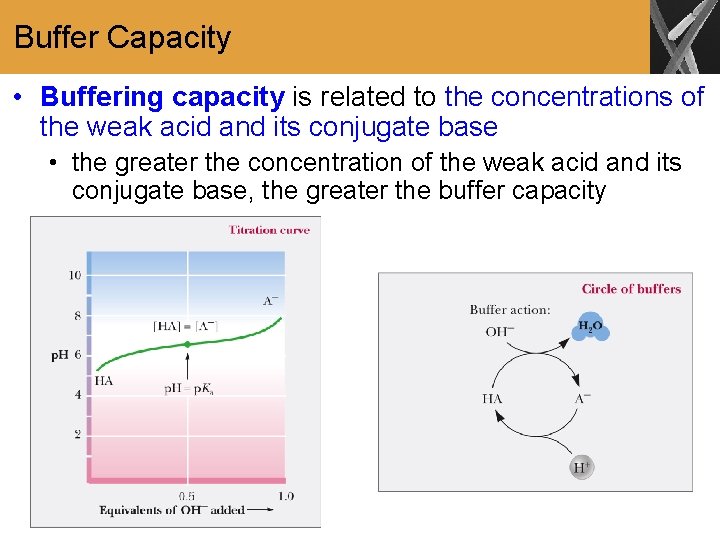 Buffer Capacity • Buffering capacity is related to the concentrations of the weak acid