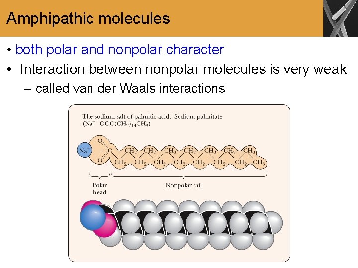 Amphipathic molecules • both polar and nonpolar character • Interaction between nonpolar molecules is