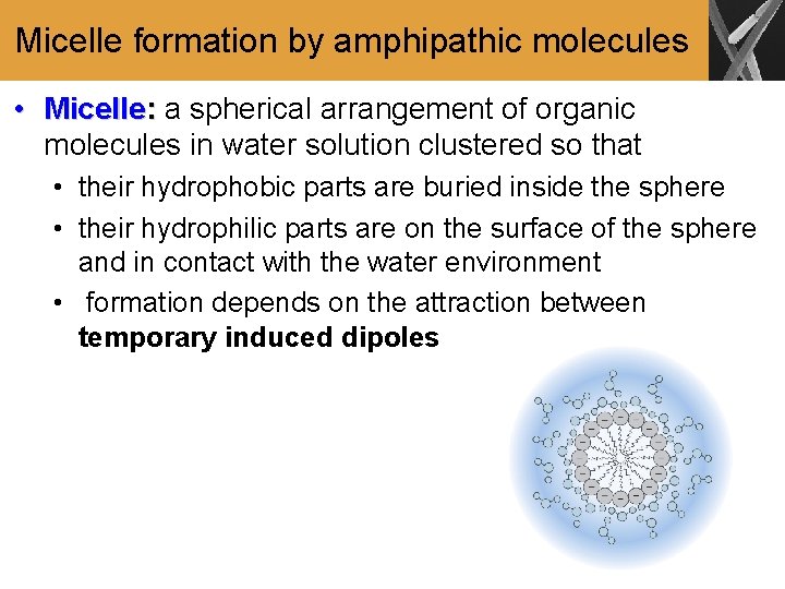Micelle formation by amphipathic molecules • Micelle: a spherical arrangement of organic molecules in