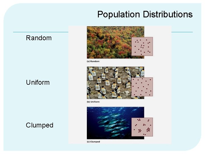 Population Distributions Random Uniform Clumped 