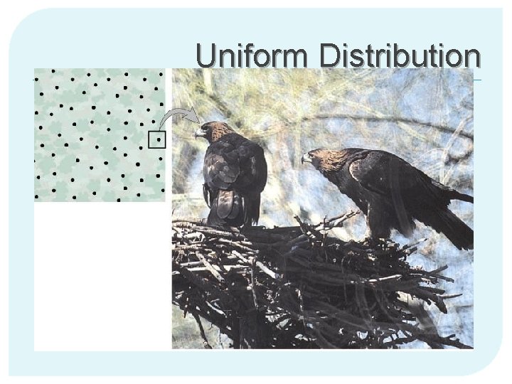 Uniform Distribution 
