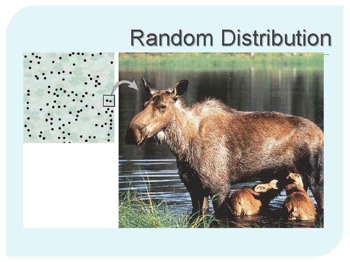 Random Distribution 