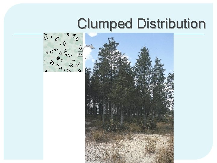 Clumped Distribution 