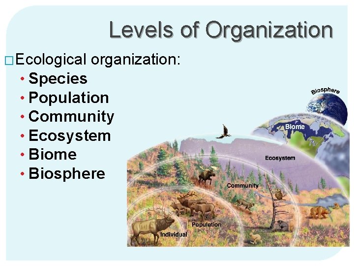 Levels of Organization �Ecological organization: • Species • Population • Community • Ecosystem •