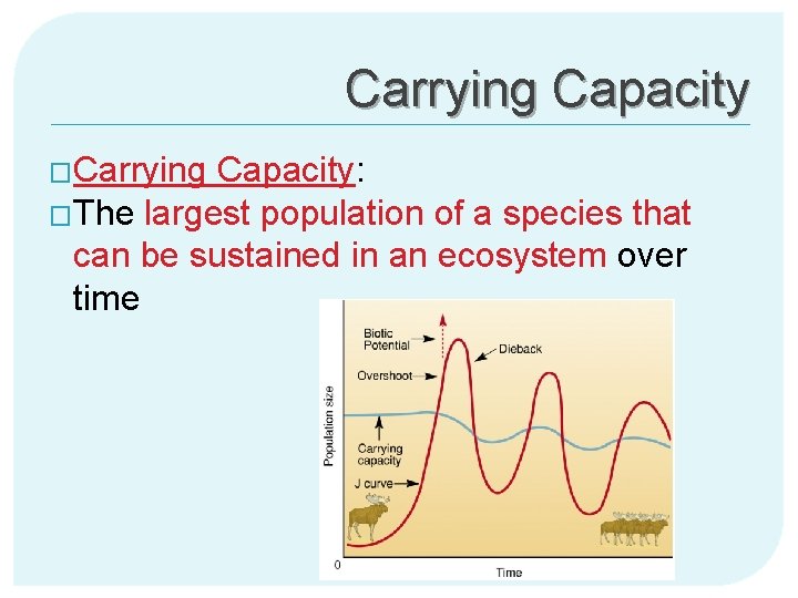 Carrying Capacity �Carrying Capacity: �The largest population of a species that can be sustained
