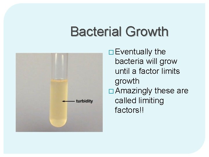 Bacterial Growth � Eventually the bacteria will grow until a factor limits growth �