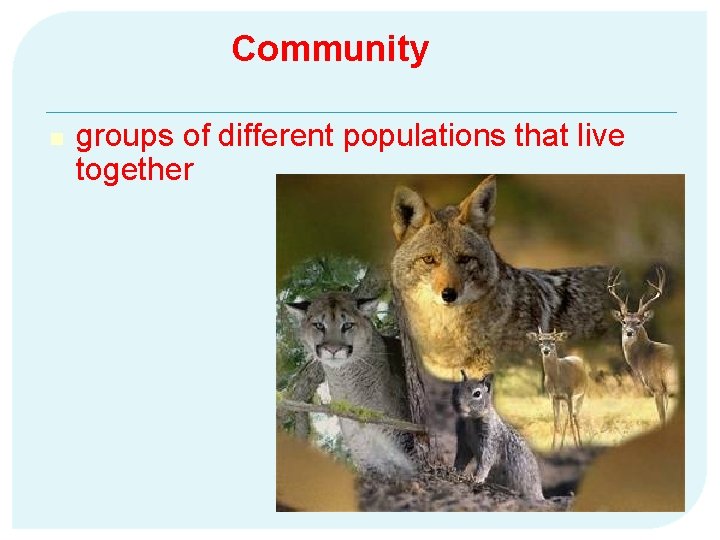Community n groups of different populations that live together 