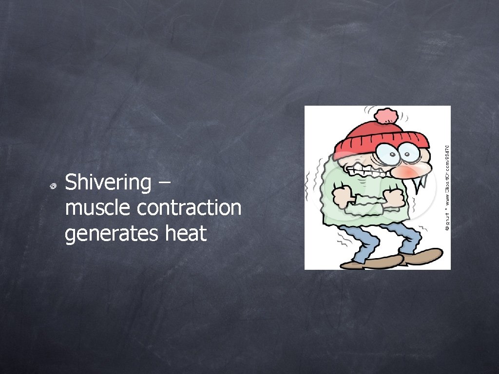 Shivering – muscle contraction generates heat 