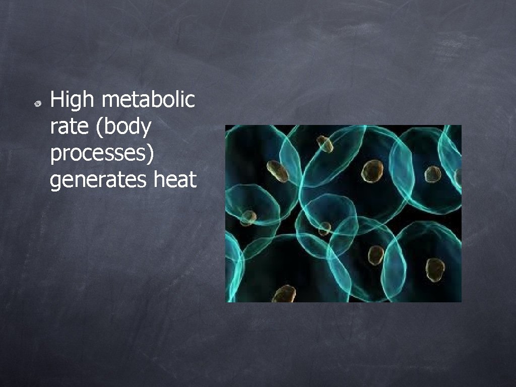 High metabolic rate (body processes) generates heat 