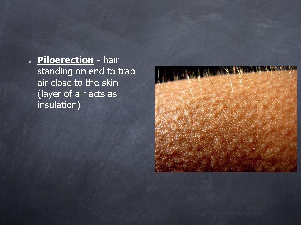 Piloerection - hair standing on end to trap air close to the skin (layer