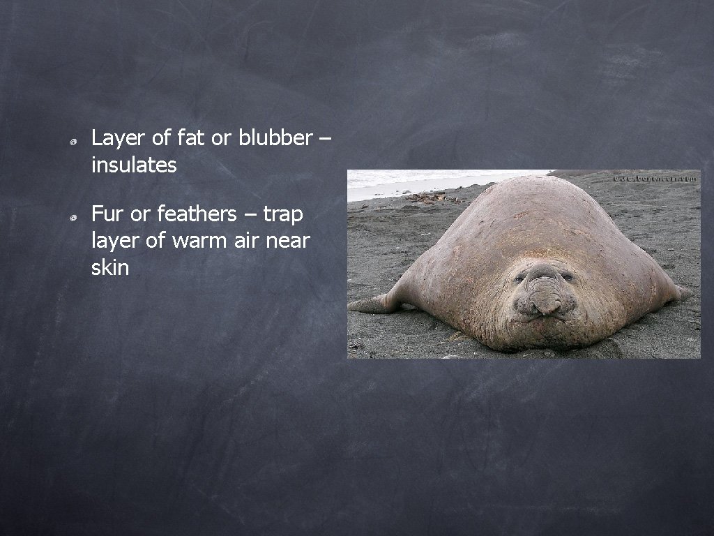 Layer of fat or blubber – insulates Fur or feathers – trap layer of