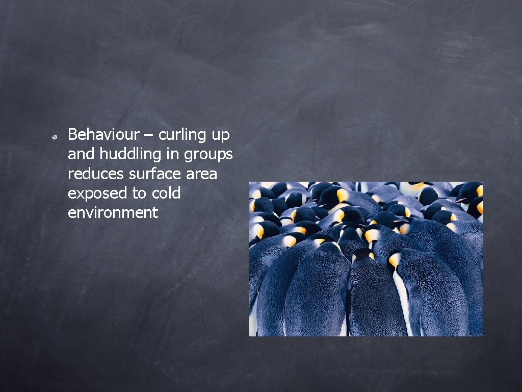 Behaviour – curling up and huddling in groups reduces surface area exposed to cold