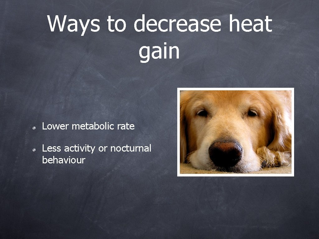 Ways to decrease heat gain Lower metabolic rate Less activity or nocturnal behaviour 