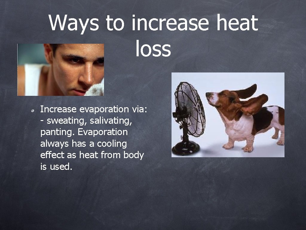 Ways to increase heat loss Increase evaporation via: - sweating, salivating, panting. Evaporation always