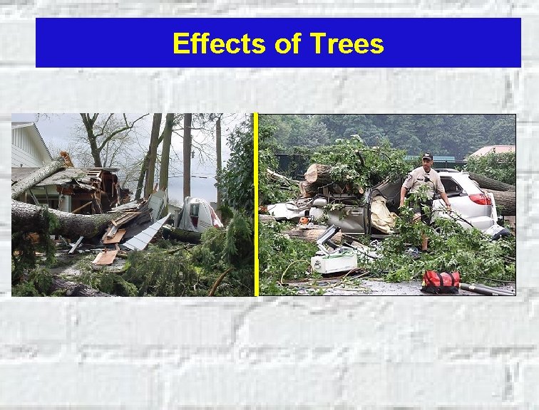 Effects of Trees 