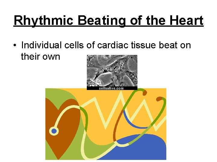 Rhythmic Beating of the Heart • Individual cells of cardiac tissue beat on their