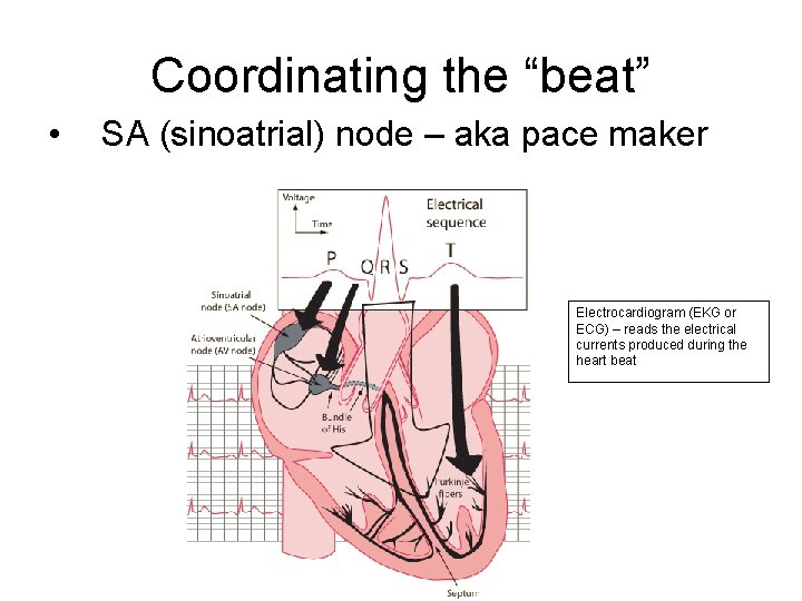 Coordinating the “beat” • SA (sinoatrial) node – aka pace maker Electrocardiogram (EKG or