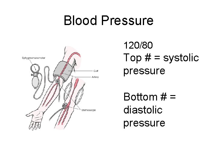 Blood Pressure 120/80 Top # = systolic pressure Bottom # = diastolic pressure 