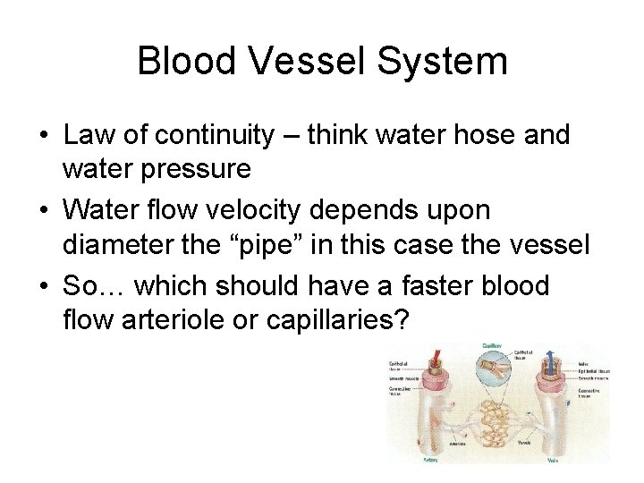 Blood Vessel System • Law of continuity – think water hose and water pressure