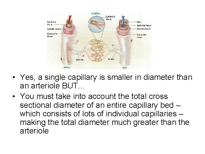  • Yes, a single capillary is smaller in diameter than an arteriole BUT…