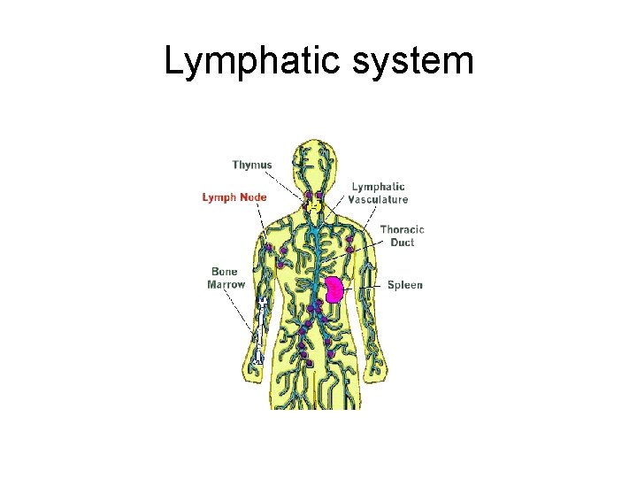 Lymphatic system 