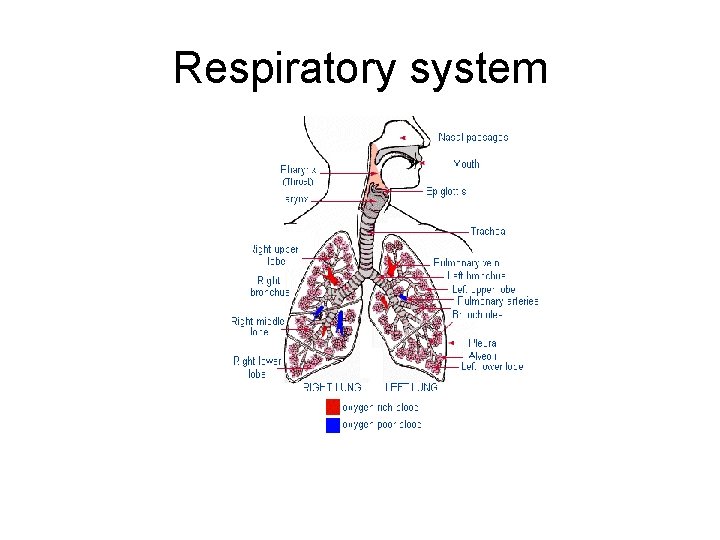 Respiratory system 