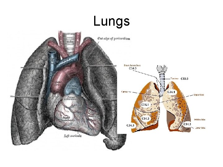 Lungs 