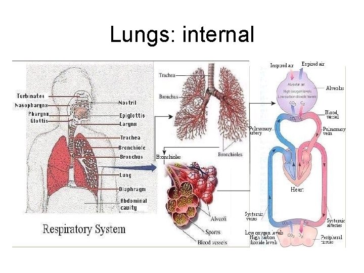 Lungs: internal 