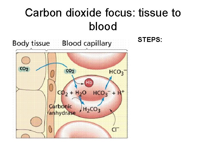 Carbon dioxide focus: tissue to blood STEPS: 