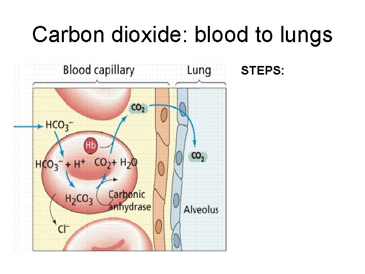 Carbon dioxide: blood to lungs STEPS: 
