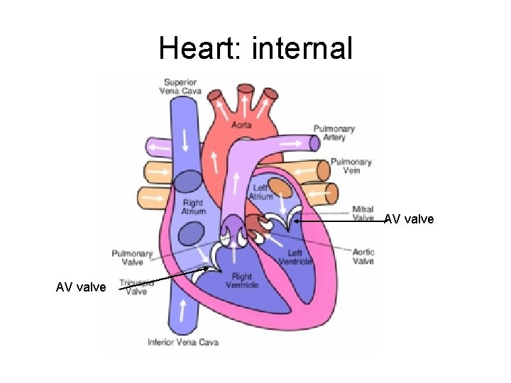 Heart: internal AV valve 